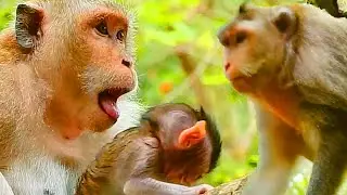 MG! DUCHESS WAS ATTACKED AND WARNING SO SERIOUSLY & SO LOUDLY BY VIOLET MONKEY.