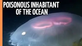 Poisonous inhabitant of the ocean: The jellyfish | Full Documentary