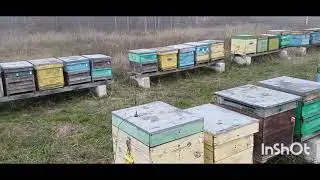 Пчёлы, декабрь, холмистая местность Арджеша