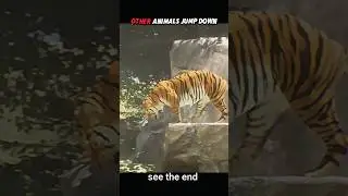 Other Animals Jump&hellip; But Snow Leopard Does PARKOUR! 🤯🐆 #trending #animals #wildlife #shorts