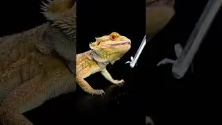 Bearded Dragon ASMR