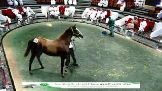 The Equestrian Club Auction 29 Oct 2019 Horse No    406