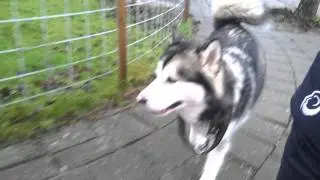 A mal can go off-leash (lots of training)