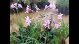 Laser lily flower