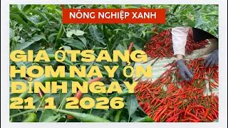 Giá ớt sáng hôm nay 21/1/2026