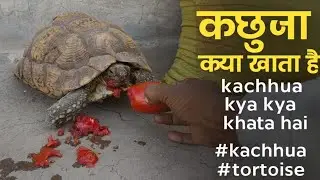कछुआ क्या खाता है  | kachhua kya kya khata hai  #kachhua #tortoise 