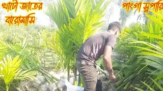 খাটো জাতের পাংগা বারোমাসি সুপারি গাছ কিনুন পানির দামে | Betel NutTree - 01345713400