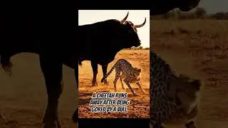 a cheetah ran helter-skelter after being gored by a bull #wildlife #alamliar #animalfight #wildlife