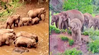 Wandering Elephants Make Their Way Home