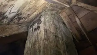 Bats in attic Lucas, Ohio