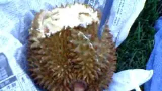 Fun With Durian Fruit Part 1