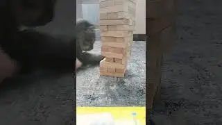 Сигма умеет играть в джинго! #сигма #cat
