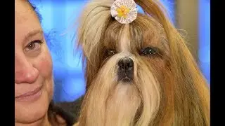 Schnauzer Nani bianchi, Shih Tzu - Liguria Dog Show 2019