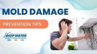 Mold Damage Prevention Tips