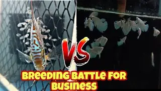 BREEDING DISCUS OR BREEDING BETTA? WHAT IS MORE PROFITABLE??