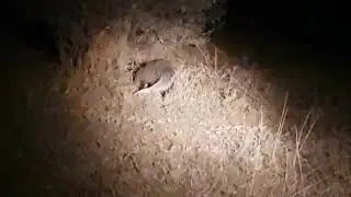 White tailed mongoose facts