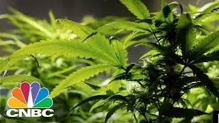 Bitcoin Offers The Cannabis Industry An Alternative To Banks | CNBC