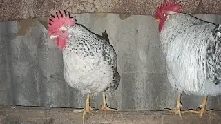 Борковские куры. Вечерний сбор яиц и кормление.