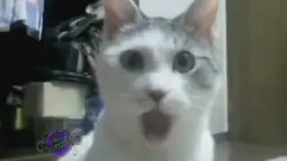 Funny Dubstep