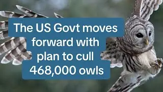 US Govt moves forward with plan to cull 468,000 owls