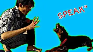 HOW to Teach Your Dog 