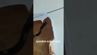 Hati hati keliru #lycodon #bungarus #ular