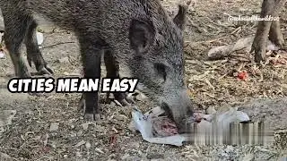 Wild Animals Gone Urban Shocking & Hilarious City Invasions!