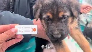 农村狗市遇狠货，盘下满意小德牧