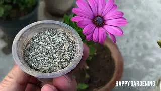Простой способ размножения остеоспермума/африканской маргаритки @Happy.Gardening #остеоспермум #ц...