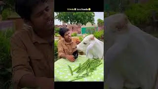 Vrinda😳 toh Chatori😛 hai #cowsblike #talkingcow