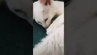 A sleepy time ritual 😴.      #cute #cat #kitten #tiktok #tiktokvideo #sleepykitten #cats #instagram