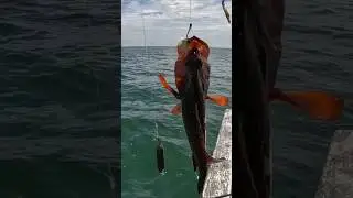 Nyaris Sangkut 😱 #fishing #mancingceria #mancing #viral #mancingmantap