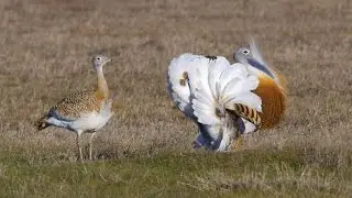 Avutardas en celo (otis tarda) 4K