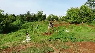 Proses awal mananam agar cepat besar dan buktinya..!