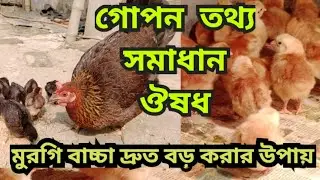 মুরগির বাচ্চা দ্রুত বড় করার উপায় | দেশি মুরগির বাচ্চা দ্রুত বড় করার উপায় | দেশিমুরগি পালন পদ্ধতি
