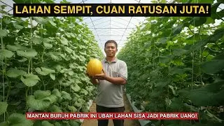 Cuma Lahan 200m² Tembus Ratusan Juta! Rahasia Sukses Budidaya Melon Premium