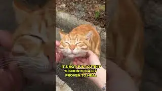 The reason why you must own a cat  #catsofyoutube #dailymeow