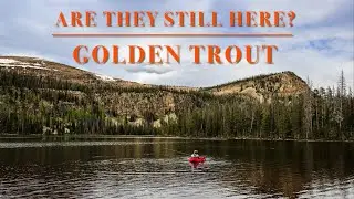 Do Golden Trout Still Exist in this Uinta Lake?