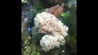 Duncan coral garf.org