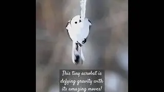 Tiny acrobats! This little long-tailed tit is defying gravity! #BirdTok #CuteBirds #wildlife #shorts