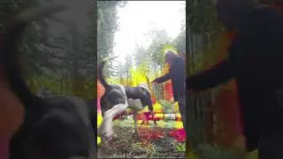 Cleataz and Josepi - Kung Fu Training