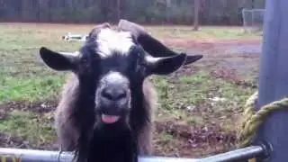 Mad Goat