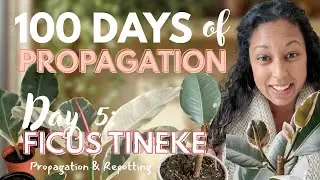 100 Days of Plant Propagation | Day 5: How to Propagate Ficus Elastica Tineke