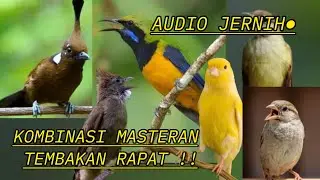 Masteran Kombinasi Full Tembakan !!