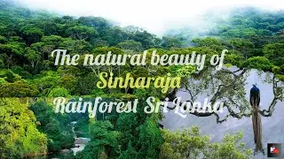Sinharaja Rainforest in Sri Lanka