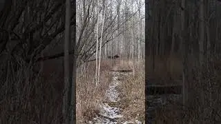 Moose Trotting in the Forest on Wood Bison Trail, Elk Island National Park, Alberta