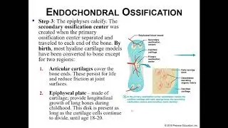 Ossification