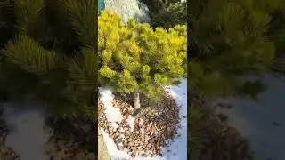 Сосна горна &laquo;Little gold star&raquo; #ландшафтныйдизайн #сад #садоводничество #огород