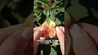 Czy to możliwe FIGA w polskim ogrodzie ? #garden #ogrod #gardening #roślinyogrodowe