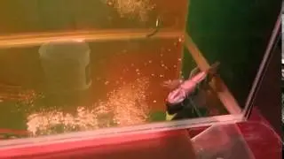 好友醫魚: 翻肚都能救回. 太強了。 拜託: 我一不是魚販，二不是賣藥。朋友也不是。 大家就純粹魚友+好朋友分享後覺得不錯。 PO上來跟大家分享。 信就看，不信也煩請跳過!